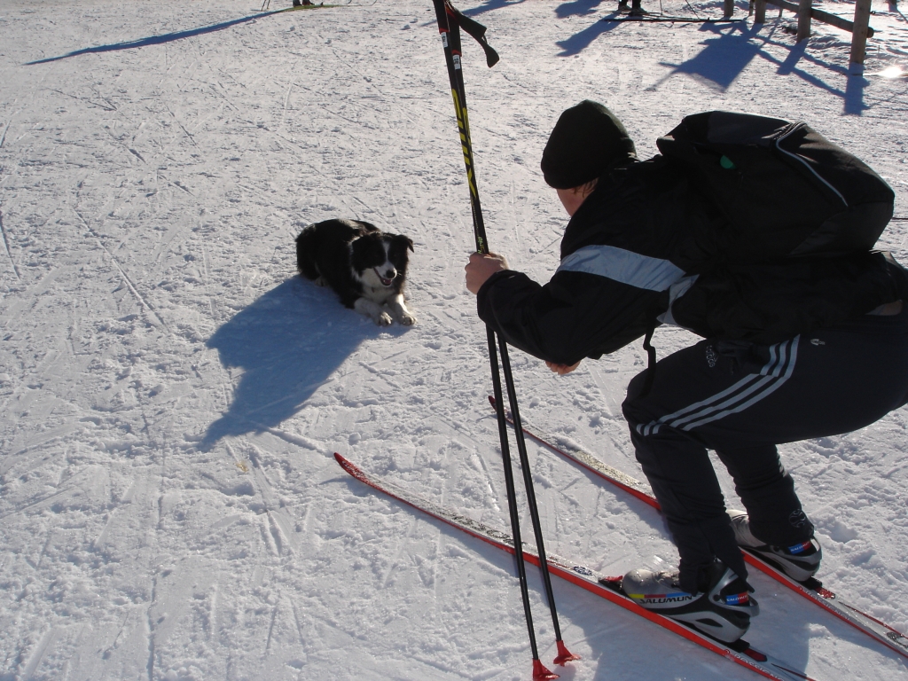 Ein schweizer Hund bremst Löwen aus Ein schweizer Hund bremst Löwen aus