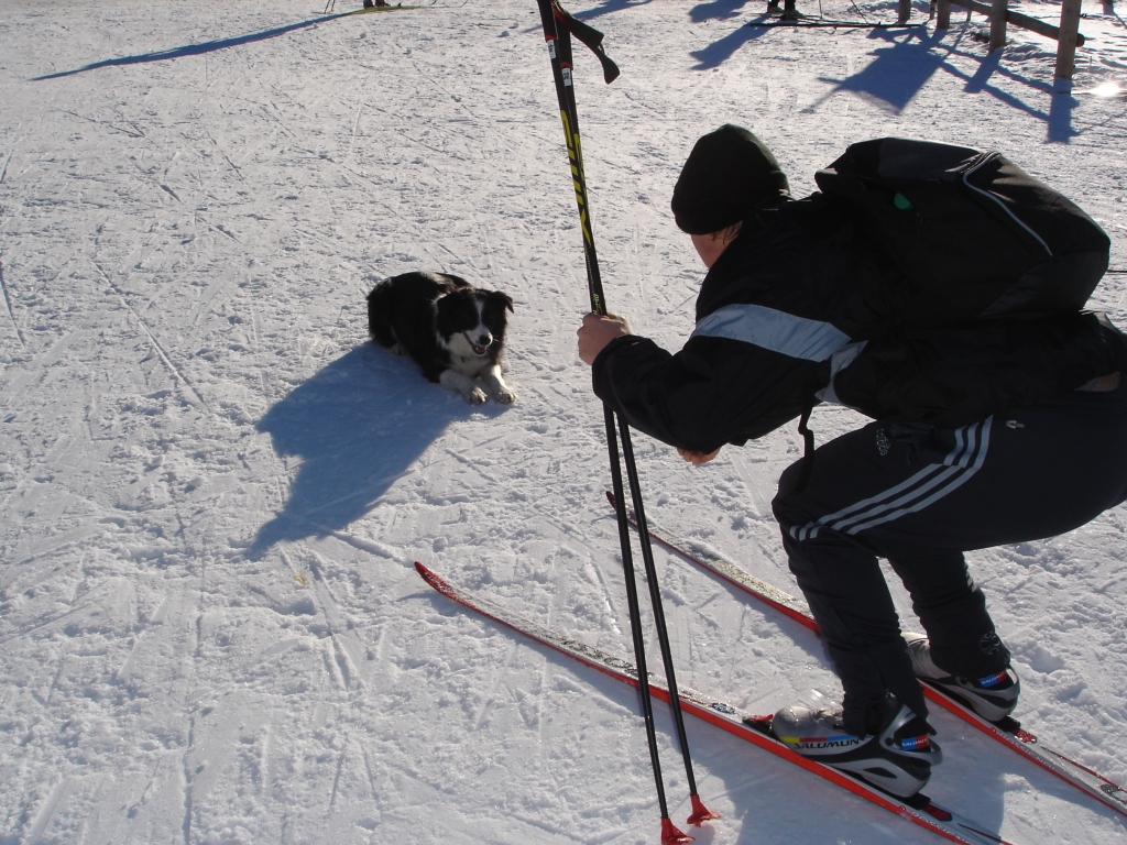 Ein schweizer Hund bremst Löwen aus