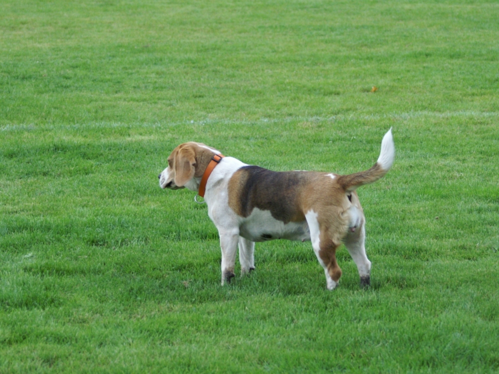 KSV Frauen - Jossa: Hund auf dem Sportplatz